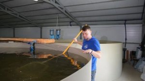 Белуга июнь 2021