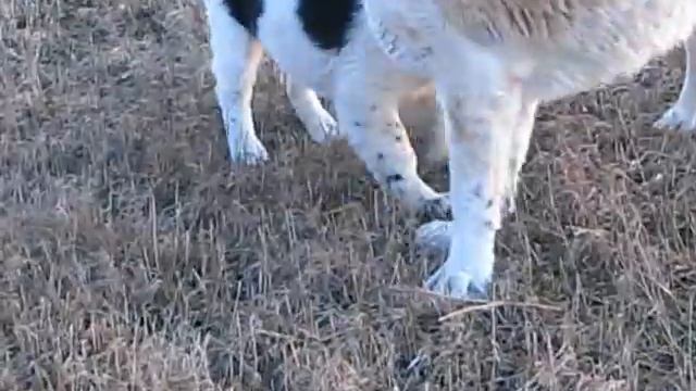 Alabay Shana & Proxa, 2012-03-22 056.avi смотреть онлайн