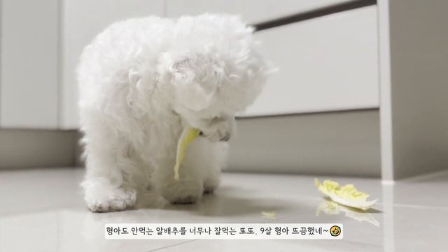 엄마! 내 친구가 알배추 맛있데! 나도 주숑~ смотреть онлайн