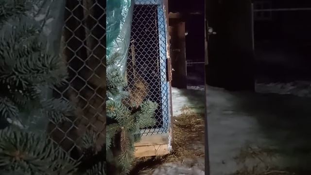 малинуа частная территория, нет своих среди чужих. смотреть онлайн