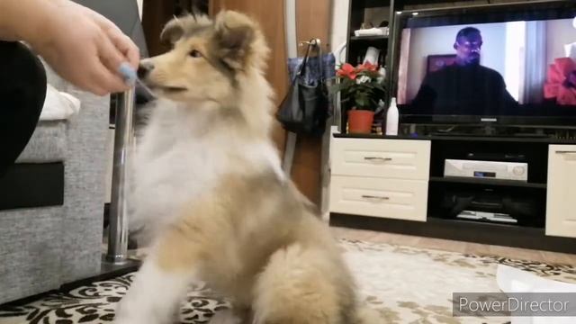 Самый верный друг, СЭМ. Вечер добрый! 🐕⛄❄️❄️❄️