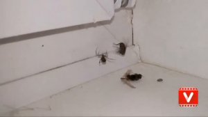 Муха против паука