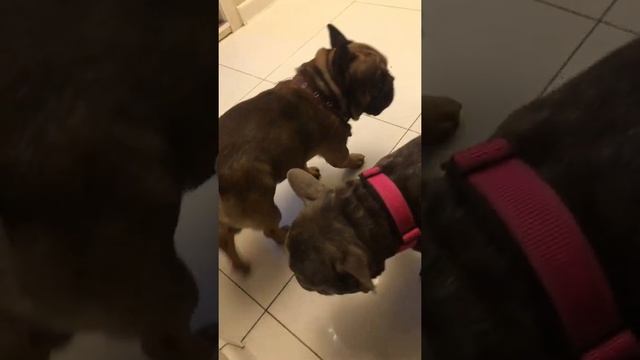 😂я хочу найти ту самую собаку смотреть онлайн