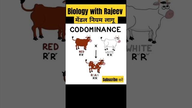 सहप्रभाविता|Codominance|mendal laws class 10,12 biology 💐🥀🌼🌺