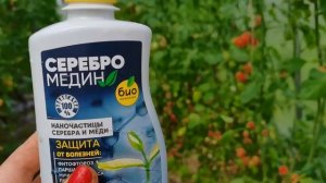 Обработайте томаты, чтоб НЕ болели и быстро зрели- без химии