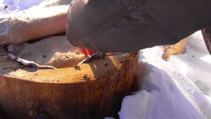 как зимуют пчёлы в колоде