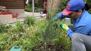 Обрезка хвойных. Формируем тую и можжевельник в один ствол