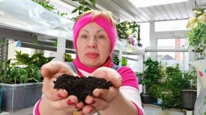 Начинаю огородничать. Огурцы хочу есть рано. Сею своим способом и любимые сорта