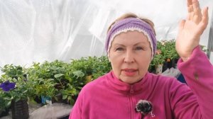 ВРЕДНЫЕ СОВЕТЫ по выращиванию ПЕТУНИЙ. Не повторяйте, а проверяйте!