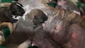 Щенки Стаффорда 10 дней.