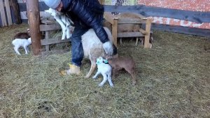 ОВЦЫ ОКОТИЛИСЬ, НО НЕ БЕЗ ПОТЕРЬ. ОТ РОМАНОВСКИХ К КАТУМСКИМ