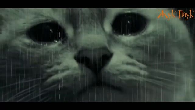 Стих ,,Уродливый кот " попробуй не заплакать Челлендж смотреть онлайн