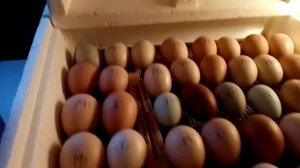 15.03.2024г. Четвёртый день инкубации куриных яиц 🥚😊