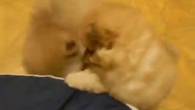 Шпицули, Видео