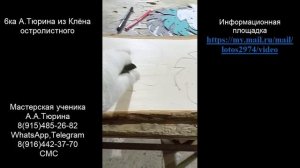 6ка А.Тюрина из Клёна остролистного....