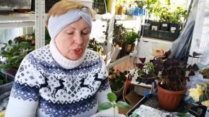 Что буду сеять в апреле? Растениям нужны витамины, но не человеческие