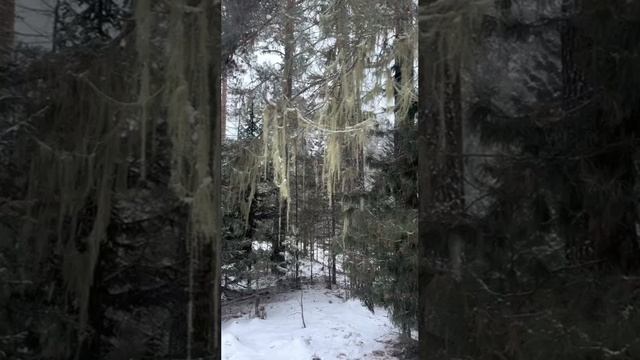 Зимние чудеса Природы в Алтайском заповеднике