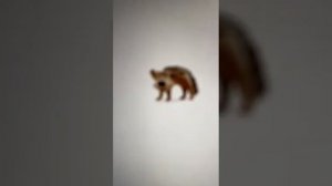 Летний урок балакаюча абэтка