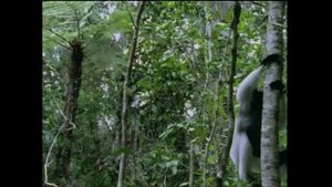 Одиссея Жака Кусто 1 сезон 30 серия (документальный сериал, 1966 – 1987)