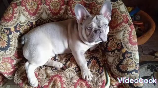 Пропала собака. Хозяева ищют. смотреть онлайн