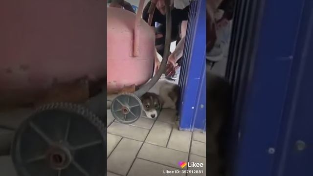 Бросили щенка смотреть онлайн