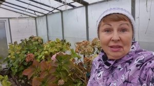 Они стоят дорого, поэтому готовим к зиме Гортензии в горшках тщательно.