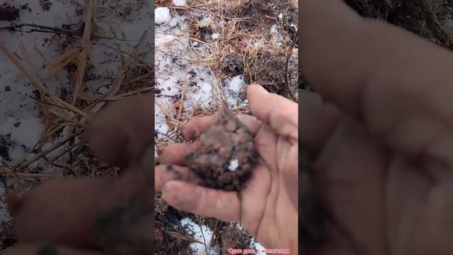 Кладовая монета #metaldetecting #нумизмат #поискиклада  #клад #нашел