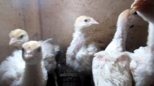 пропаиваем индюшат витаминами  Аквадетрим в птицеводстве выращиваем  индюшат мои индюшата