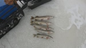 первый лед,щуки наловил,на буксе покатался