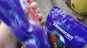 Перцы и томаты в октябре зреют прямо наглазах. Чем поливаю?