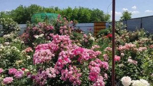 Неудачи в моём саду не испортили восторг🤩🤩🤩Помощь розам👋👋👋Поль Рикар или Карамелла?