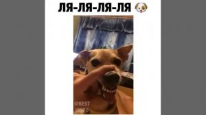 Собаки поют