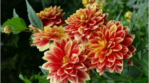 Сад георгинов на горе Рёками место, где царит умиротворение, скрытое горными вершинами