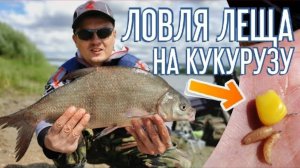 Ловля леща на кукурузу. Рыбалка 2021. Фидер на сильном течении