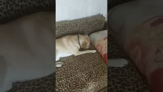 Хатико ловит мышей смотреть онлайн