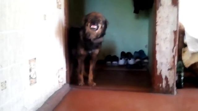 Собака смеётся