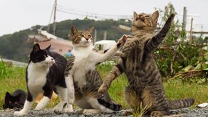Смешные котики 62