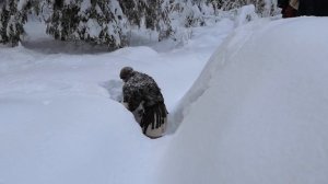 Зимний поход в наш лагерь / Winter trip to our camp