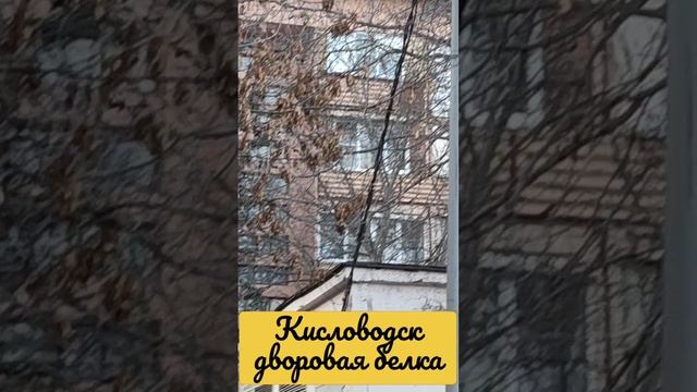 Кисловодск. Дворовая белка.