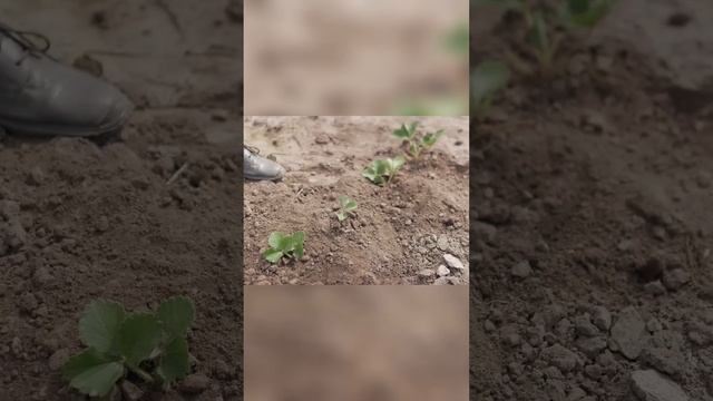 Оптимальное расстояние между растениями_ советы по посадке