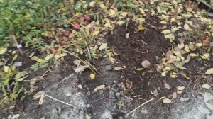 Не верьте что не работает. Грязь не льется, все чисто и аккуратно. Готовлю клумбы к весне