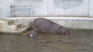 Бегемотик заходит в воду