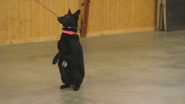 Types Of German Shepherds W/Master Trainer David Harris CEO Protection Dog Sale