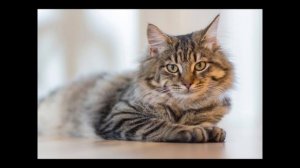 МЯУКАНЬЕ КОШЕК, которое выбесит вашего домашнего питомца!