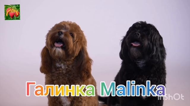 Мы родились в Сибири /Фриков  ютуба знают в лицо /Обзор Влогов /