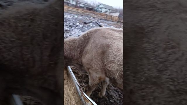 бычки на откорме