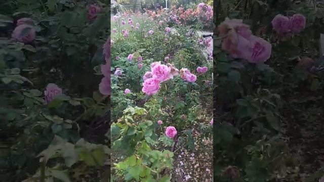 Ривьера Сочи Розы Море и я #ривьерасочи #моресочи #яморе