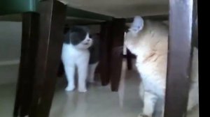 Коты орут друг на друга