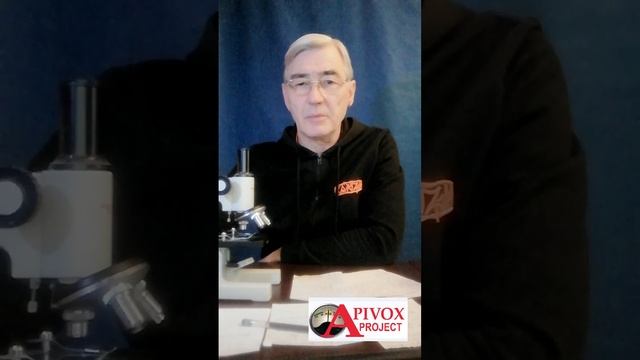 ПЧЕЛОВОДСТВО.  КРАСНОПОЛЯНСКАЯ ПЧЕЛА КТО ОНА НА САМОМ ДЕЛЕ
