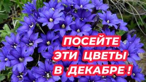 ЧТО ПОСЕЯТЬ В ДЕКАБРЕ? Посейте эти красивые цветы для украшения вашего сада